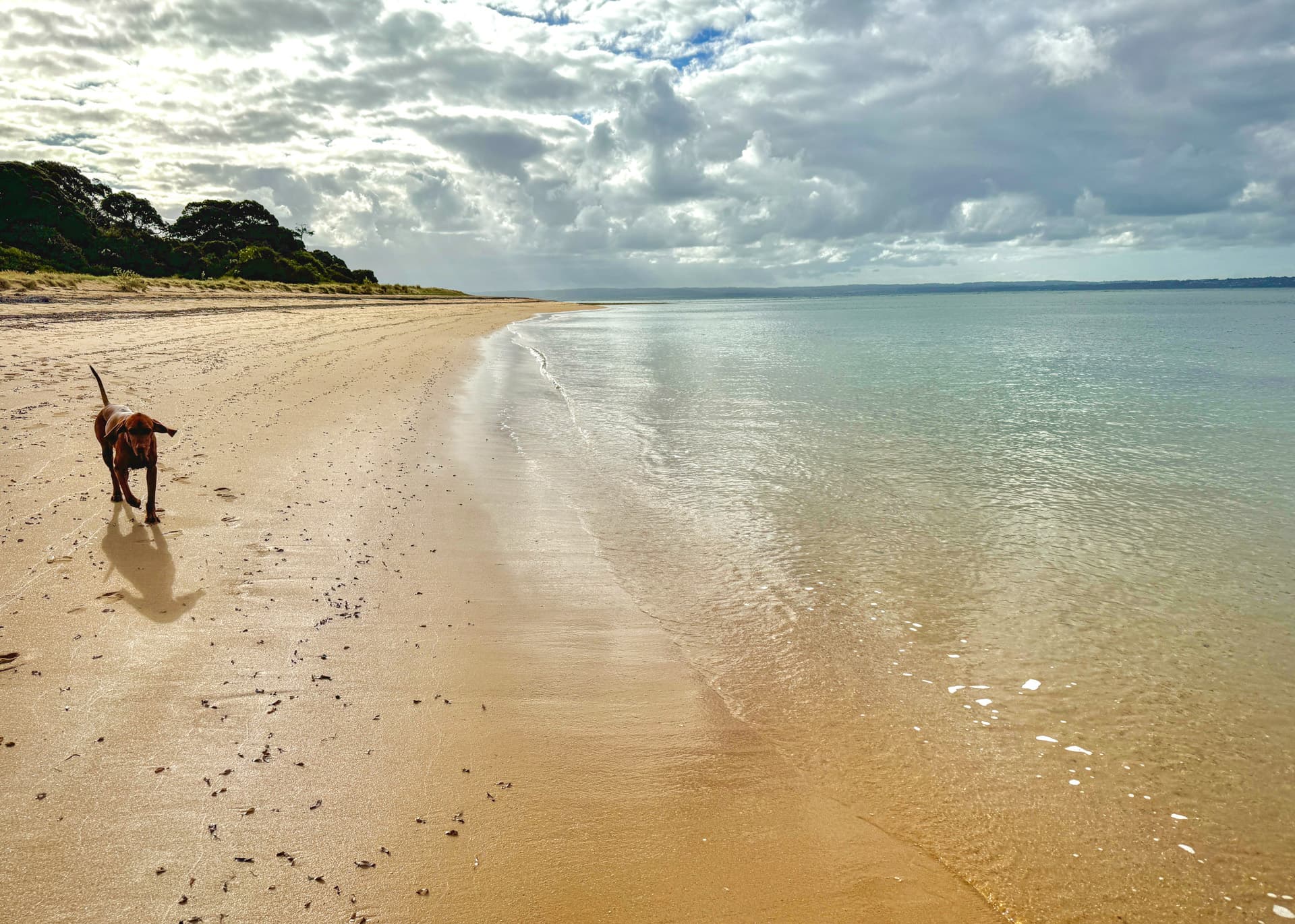 Cowes Main Beach on Phillip Island, a 5 minute walk from Big Isle Retreat